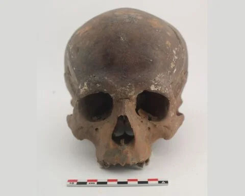 De oudste schedel van Vlaanderen, gevonden aan een stuw in Ename