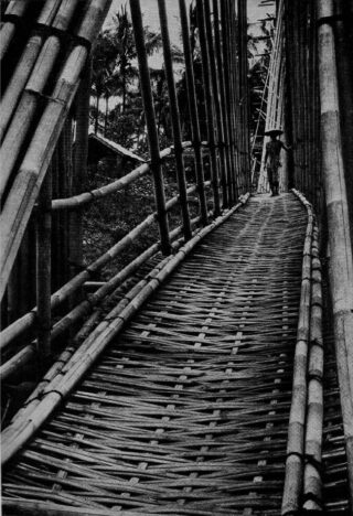 Foto door Fairchild gemaakt om mogelijkheden van bamboe aan te tonen.