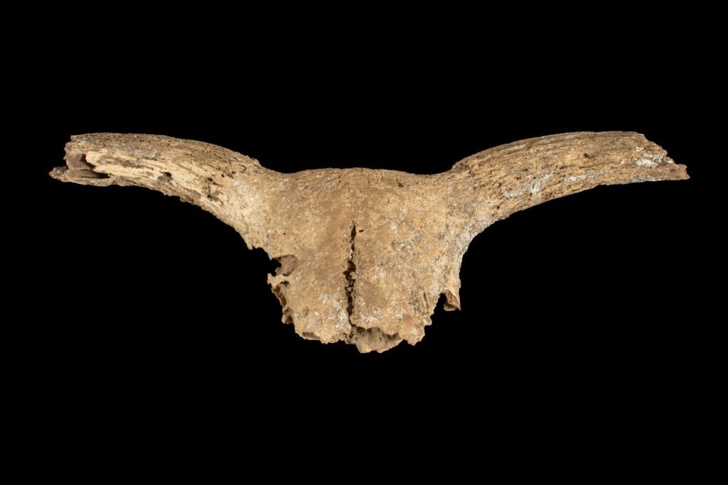Vrij intacte schedel van een gedomesticeerd rund uit het neolithicum uit Ename