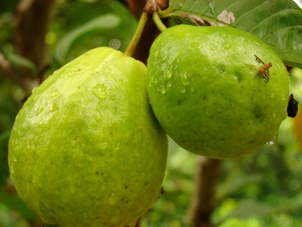 Een Vietnamese guave, geteeld in The Kampong.