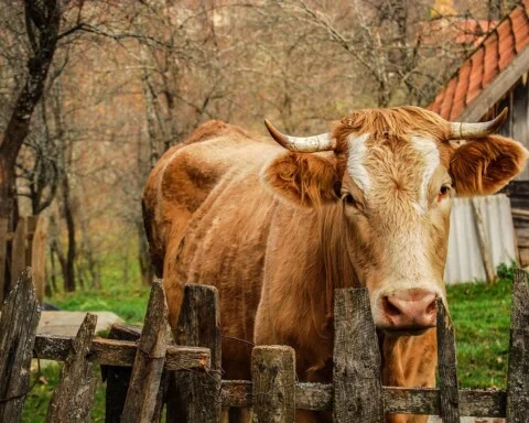 Foto van een willekeurige koe