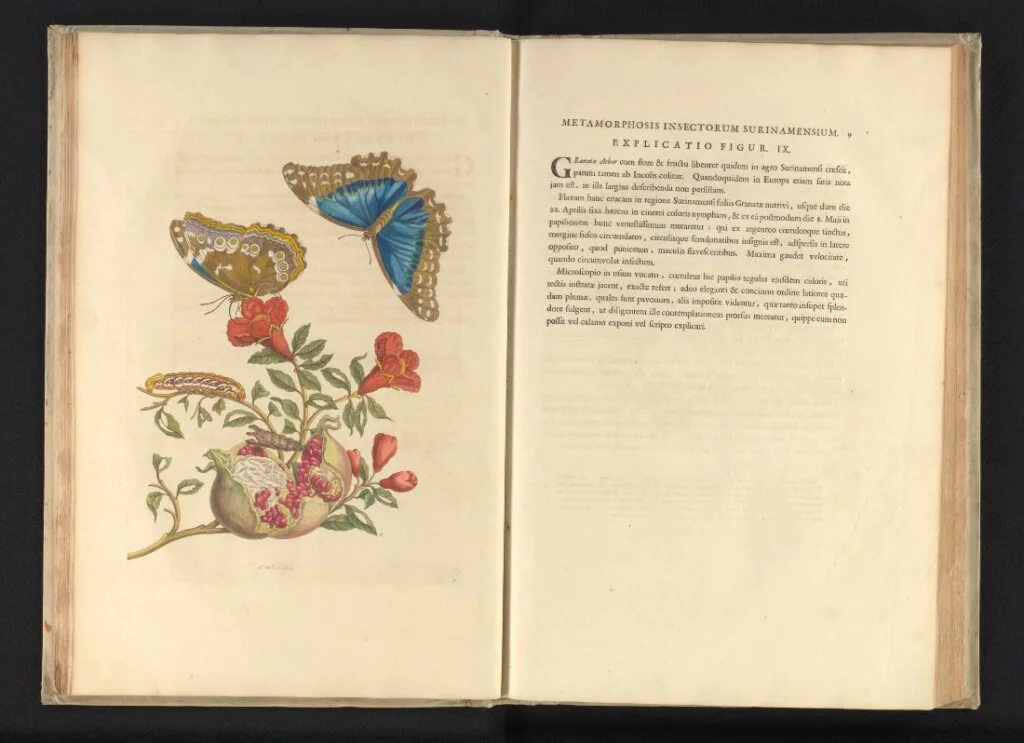 Maria Sibylla Merian, Metamorphosis insectorum Surinamensium, 1705.