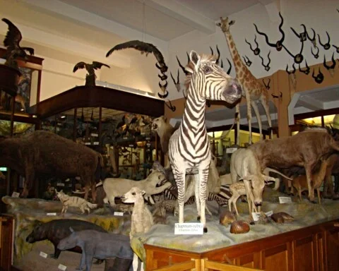 diorama steyl museum