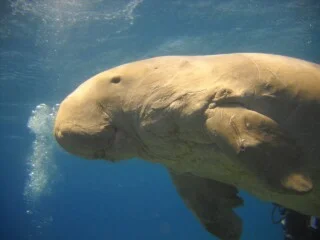 Een doejong of Indische zeekoe