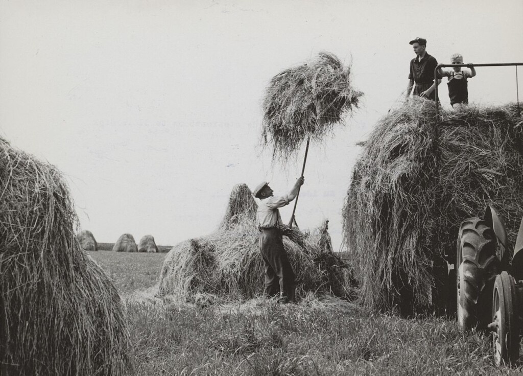 Boerenfamilie aan het werk op het land, juni 1955