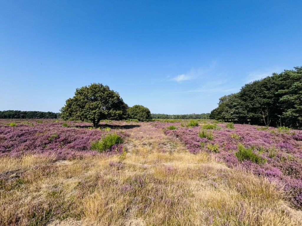 Nog goed zichtbaar is waar de langste proefsleuf door de wal heen is gegraven. Het bremstruikje links staat aan de voet van de wal, ervoor loopt de greppel.