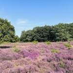 Voor de argeloze wandelaar nauwelijks zichtbaar: in het midden van links naar rechts de zuidzijde van de wal rond kamp Laren 1.