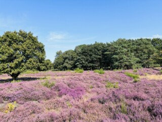 Voor de argeloze wandelaar nauwelijks zichtbaar: in het midden van links naar rechts de zuidzijde van de wal rond kamp Laren 1.