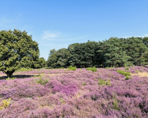 Voor de argeloze wandelaar nauwelijks zichtbaar: in het midden van links naar rechts de zuidzijde van de wal rond kamp Laren 1.