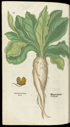 Botanische tekening van de mandragora