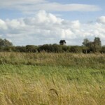 Wicken Fen