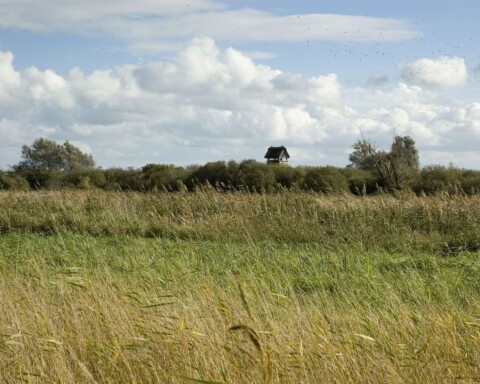 Wicken Fen