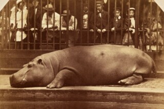 Nijlpaard Obaysch in de London Zoo, 1852