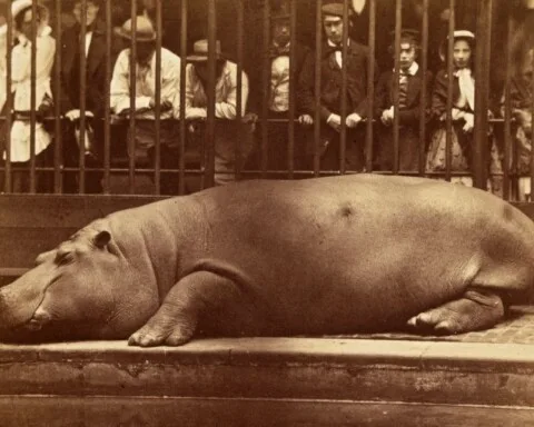 Nijlpaard Obaysch in de London Zoo, 1852