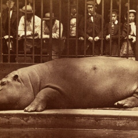 Nijlpaard Obaysch in de London Zoo, 1852