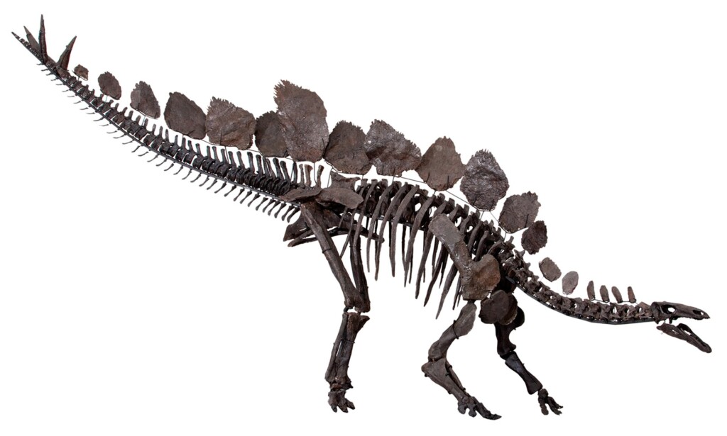 Skelet van de Stegosaurus stenops