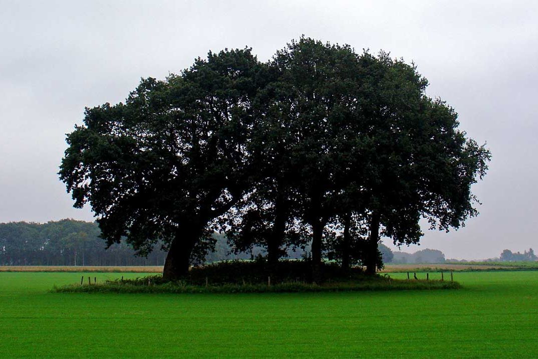 Grafheuvel tussen Borger en Drouwen