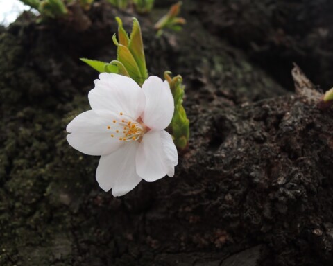 Kersenbloesem / sakura