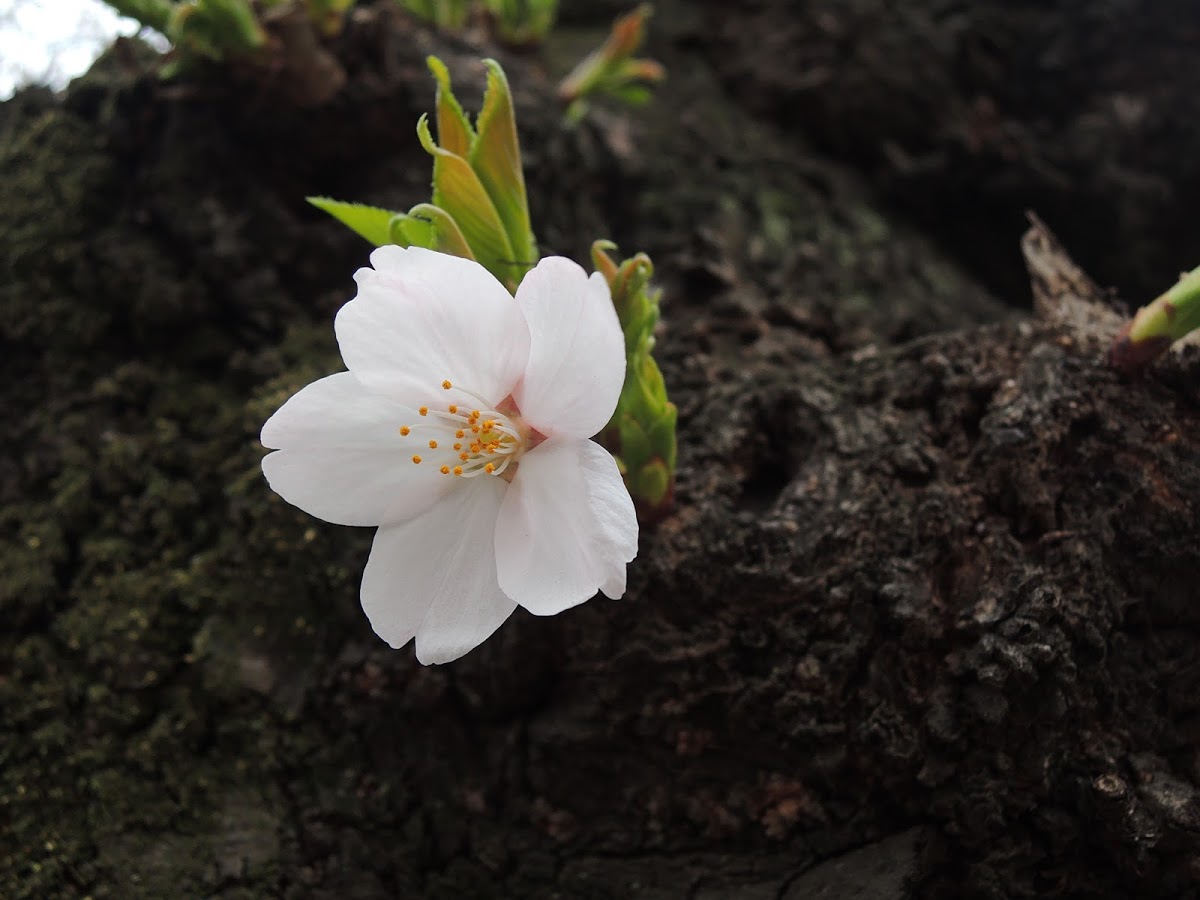 Kersenbloesem / sakura