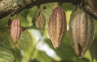 Vruchten aan een cacaoboom