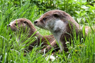 Twee otters