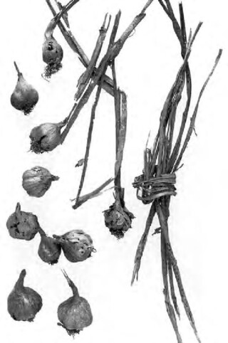 Uitgedroogde knoflook-overblijfselen uit de graftombe van Toetanchamon