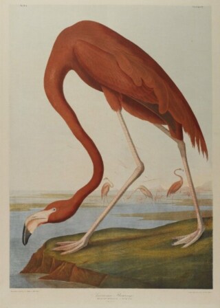Bekende afbeelding van een flamingo - John James Audubon