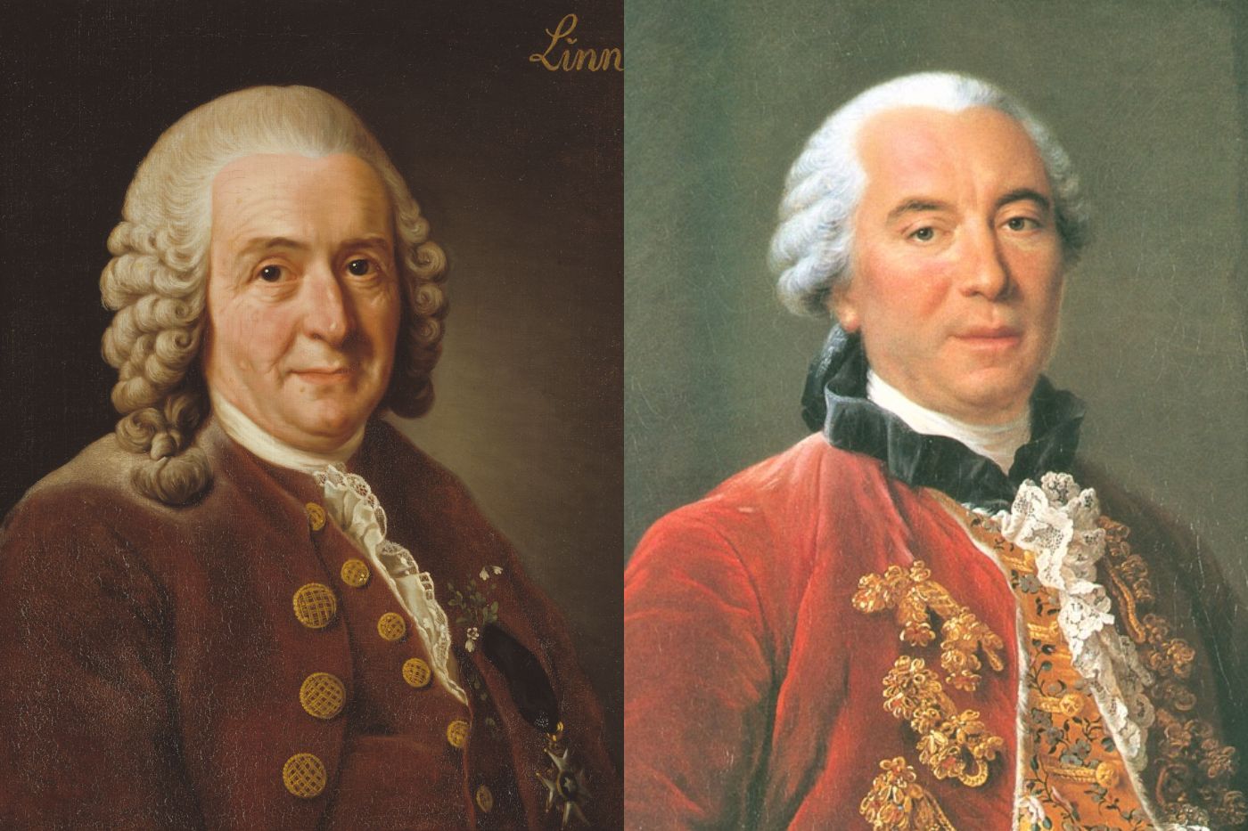 Carl Linnaeus en Georges-Louis Leclerc de Buffon