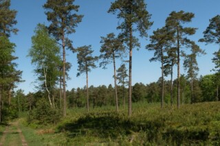 Natuurgebied in Eerbeek