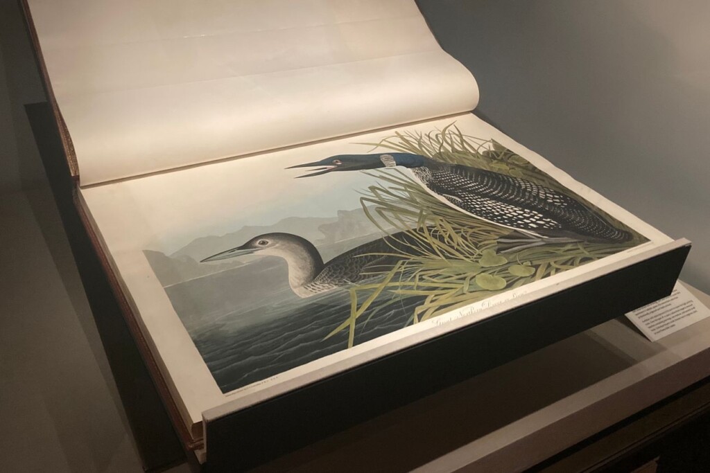 The Birds of America Audubon