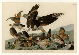 Virginia-patrijs - John James Audubon