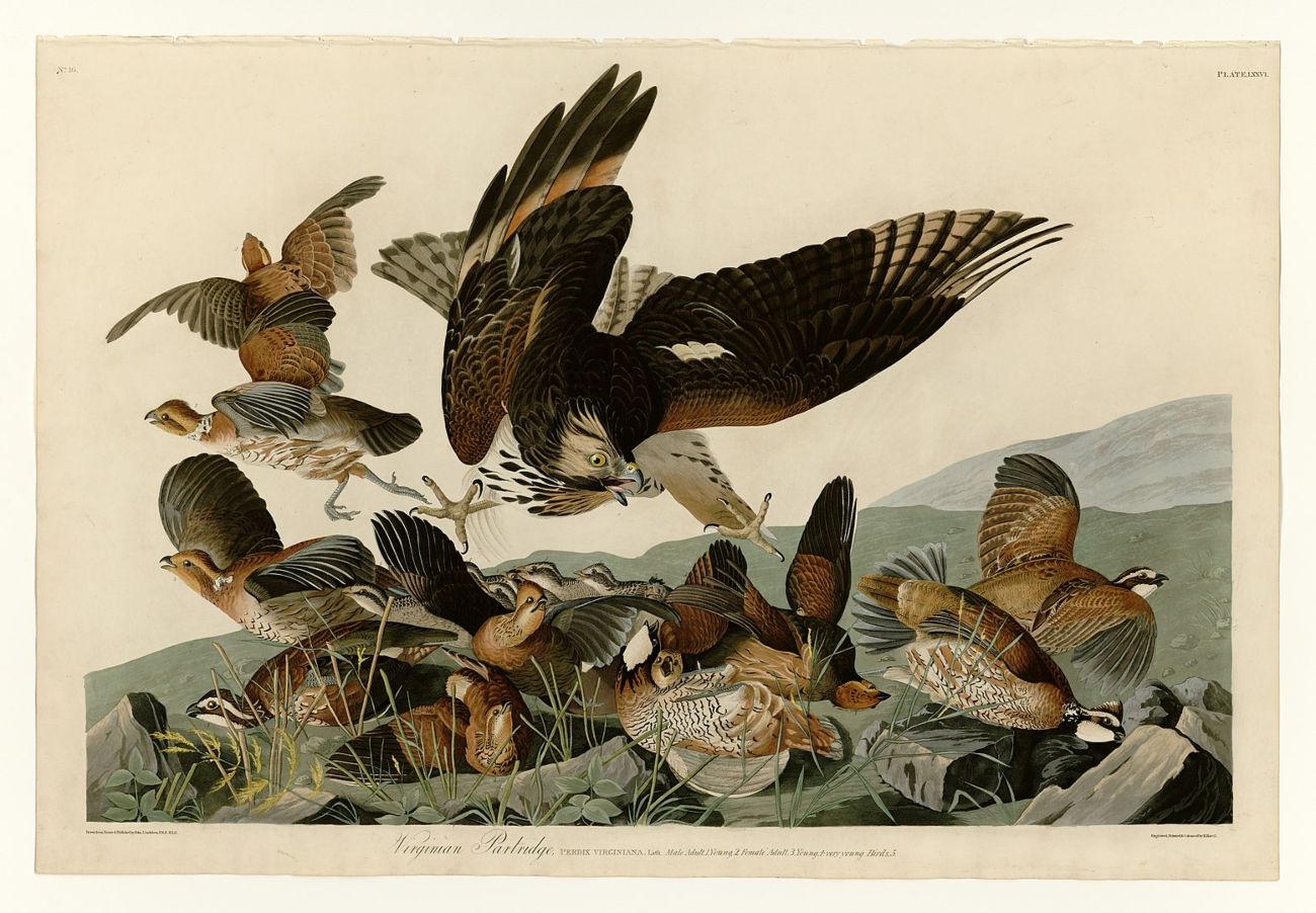 Virginia-patrijs - John James Audubon