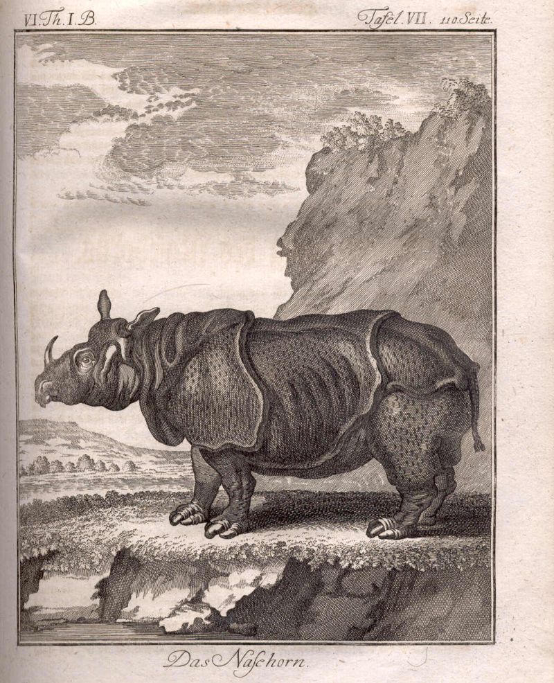 Afbeelding van een neushoorn uit Histoire naturelle.
