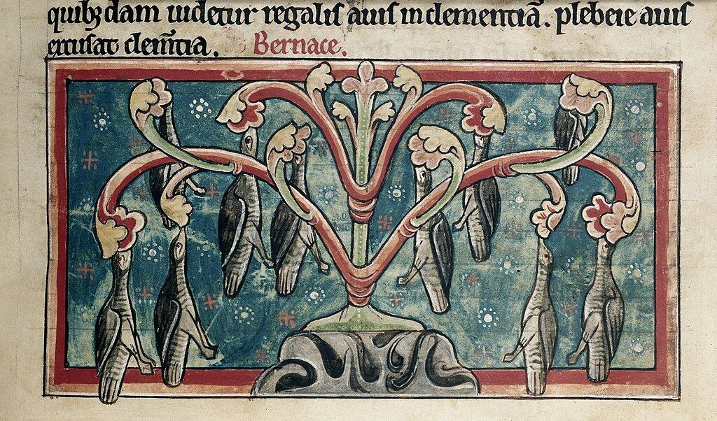 Middeleeuwse tekening van de eendenmosselboom.