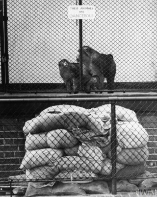 Zandzakken voor de apenkooi in London Zoo, 30 augustus 1939