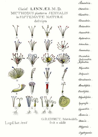 Het seksueel systeem van Linnaeus om planten te classificeren.