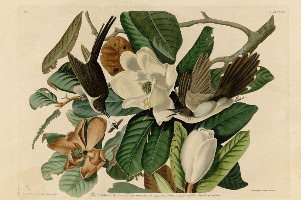 Zwartsnavelkoekoek - John James Audubon