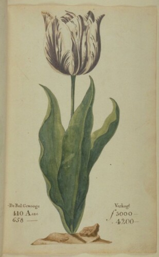 Viseroij Pieter Cos 1637