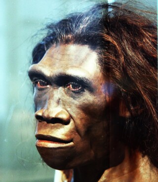 Gereconstrueerd gezicht van een volwassen vrouwelijke Homo erectus