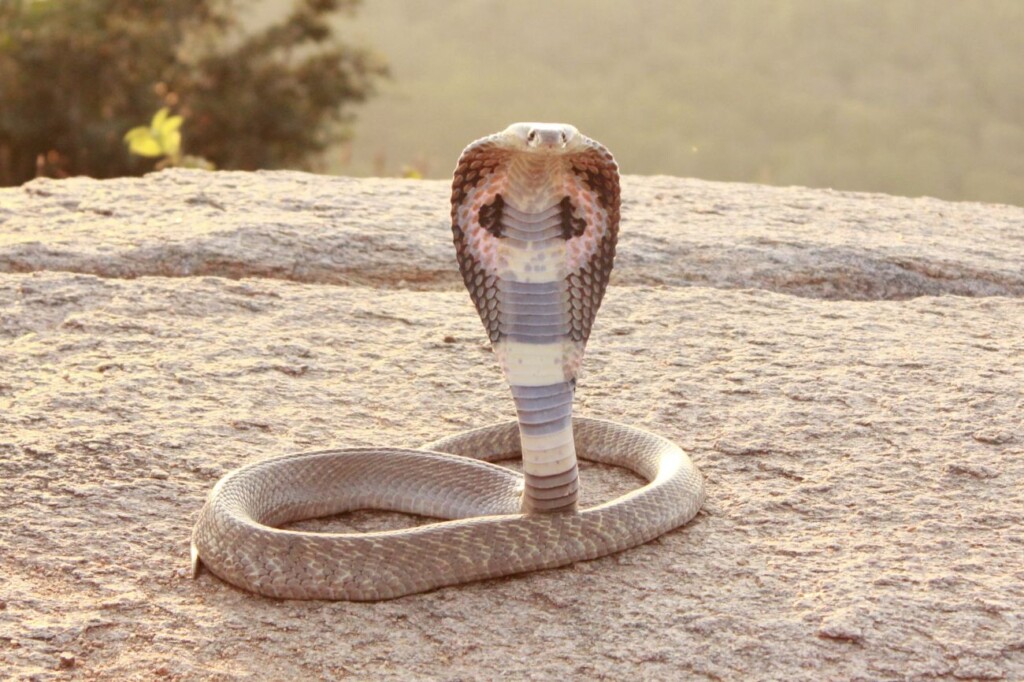 Indische cobra (Naja naja), 2013