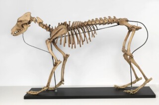 Skelet van de Terpenhond, Fries Museum