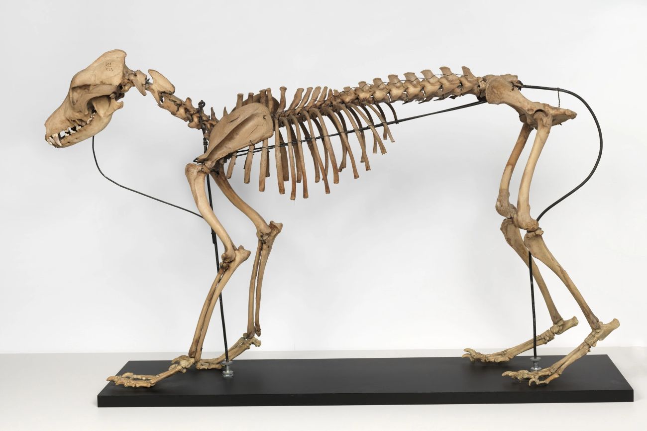Skelet van de Terpenhond, Fries Museum