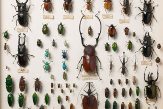 Alfred Russel Wallace, die andere evolutiegeleerde