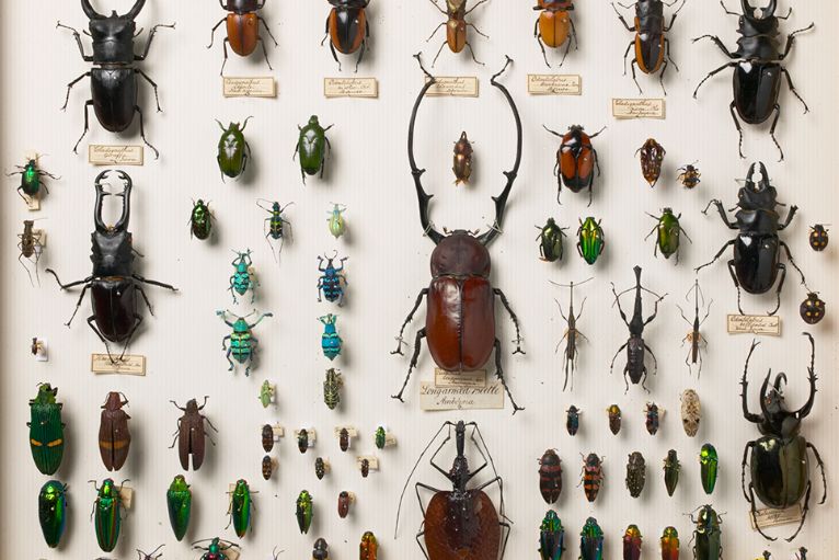 Klein deel uit de collectie kevers van Alfred Russel Wallace