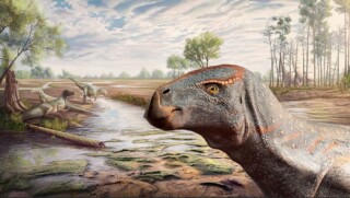 Cariocecus bocagei