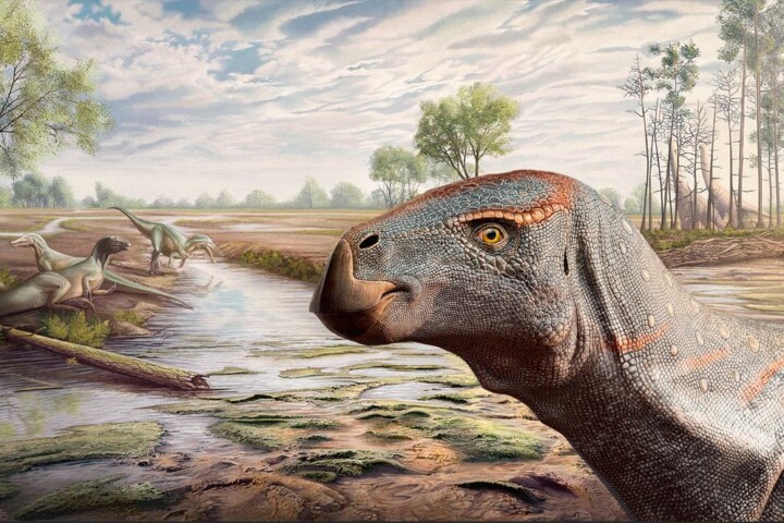 Cariocecus bocagei