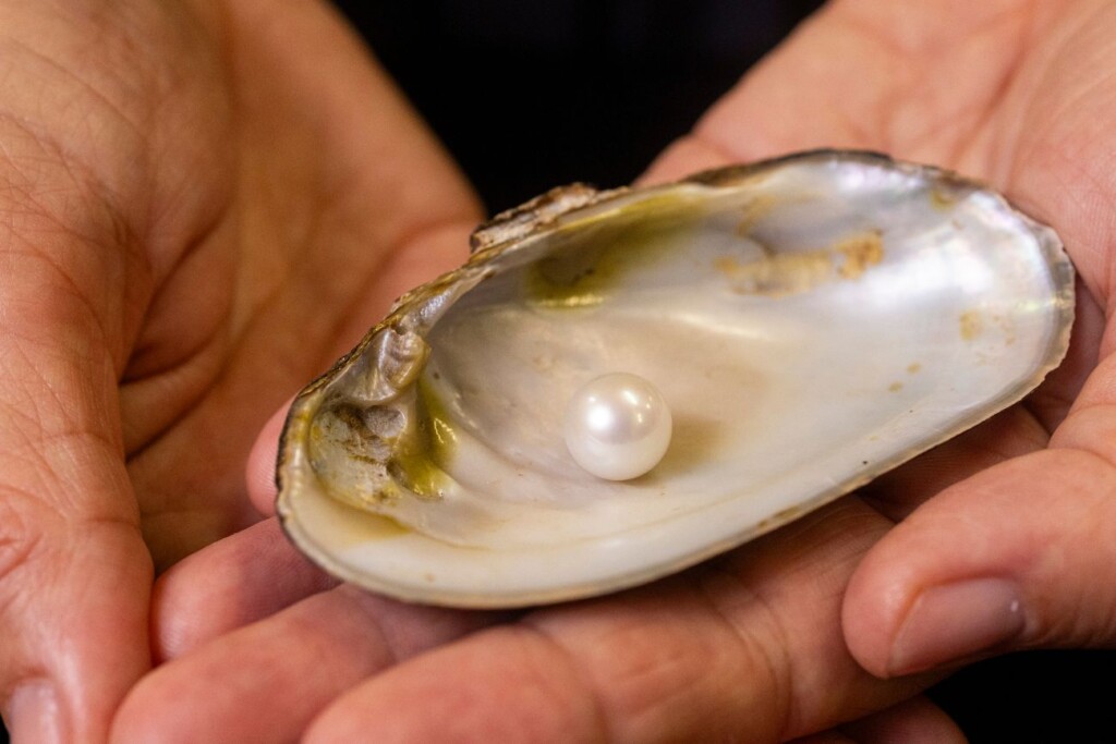 De parel van Abernethy in de mossel waarin hij werd gevondenDe parel van Abernethy in de mossel waarin hij werd gevonden