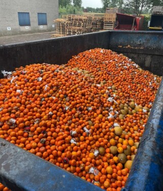 Lading sinaasappels achter de groothandel