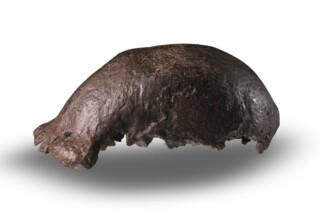 Het door Dubois gevonden schedelkapje van Homo erectus.