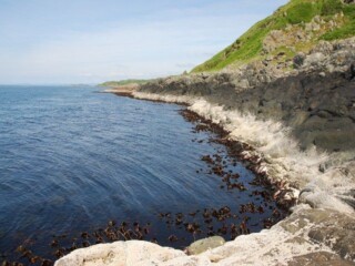 kelpvelden